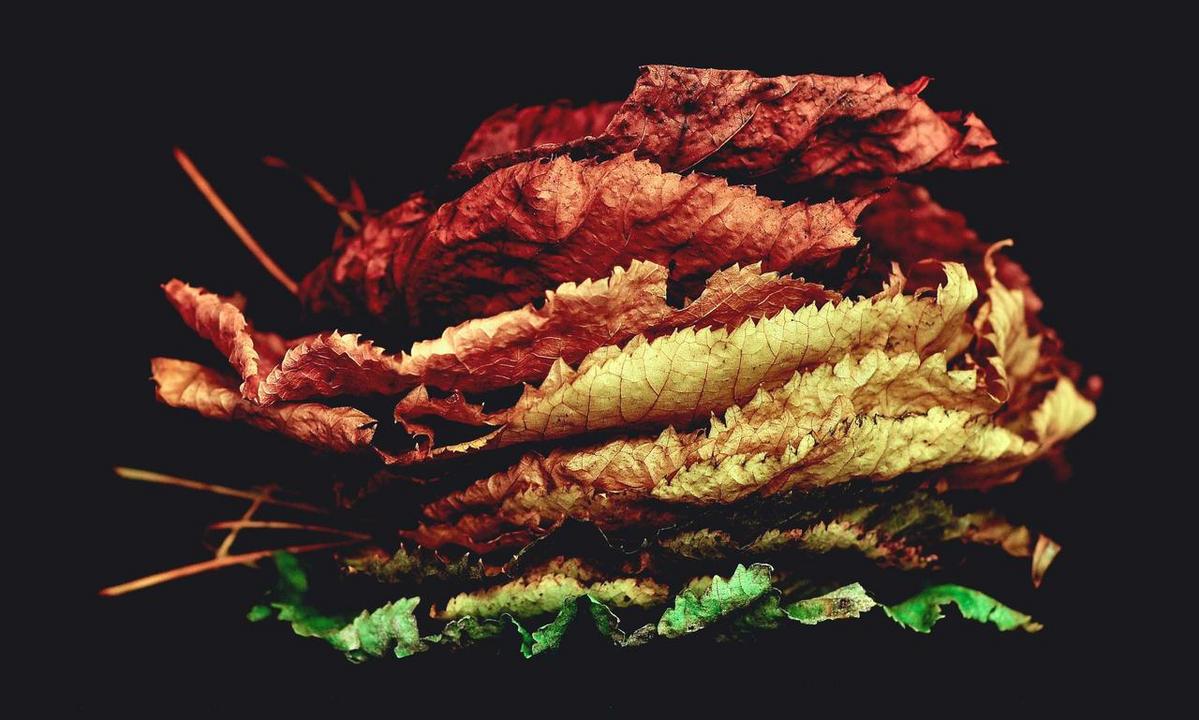 vegetable fermentation