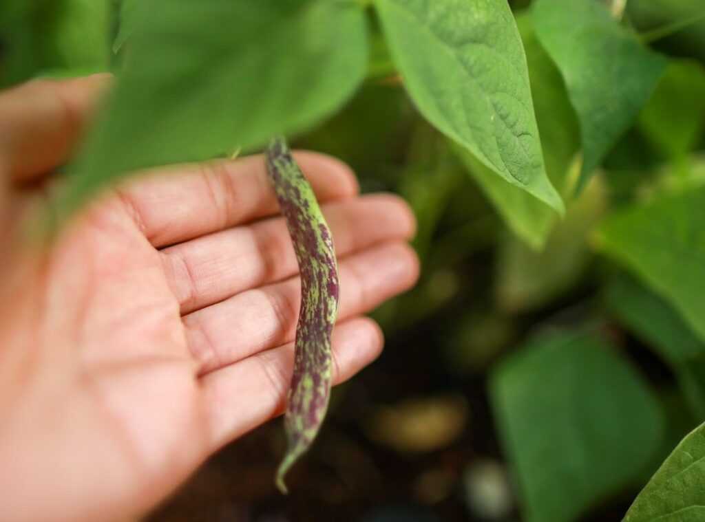 heirloom vegetables benefits